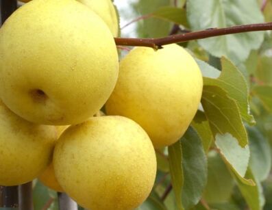 Grusza azjatycka HAYATAMA Pyrus pyrifolia Nashi C10/1,6-1,8m