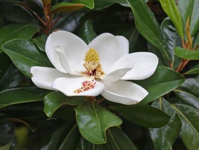 Magnolia grandiflora KAY PARRIS Zimozielona wielkokwiatowa C2/30-40cm *T39