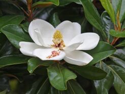Magnolia grandiflora KAY PARRIS Zimozielona wielkokwiatowa C2/30cm *P25