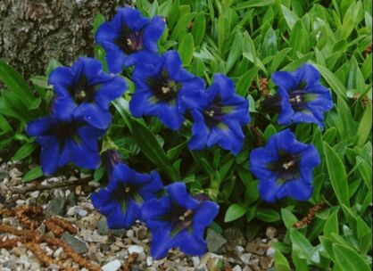 Goryczka BLUE STAR Gentiana /C1,5