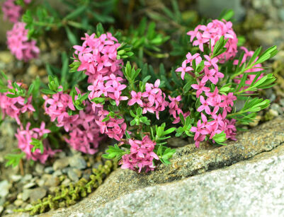 Daphne x napolitana 'Meon' /P9