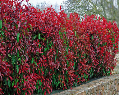 Głogownik żywopłotowy RED ROBIN Photinia fraseri P9/20cm *K8