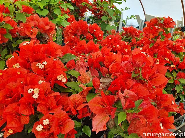 Bougainvillea glabra Sanderiana ORANGE Bugenvilla C3/20-30cm *T39,T40