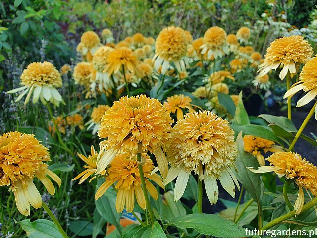 Jeżówka LEMON DROP Echinacea /C1,5 *7F