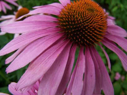 Jeżówka purpurowa RÓŻOWA Echinacea purpurea ~ 50szt. nasion  