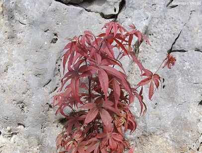 Klon kolumnowy 'Twombly's Red Sentinel' Acer palmatum C3/40cm *T55