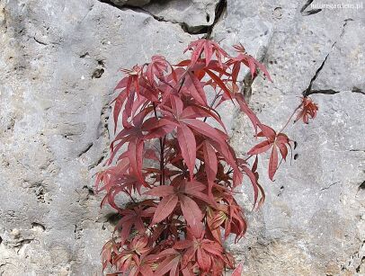 Klon kolumnowy 'Twombly's Red Sentinel' Acer palmatum C3/40cm *K12