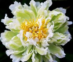 Paeonia hybrid GREEN LOTUS Piwonia /P11 *K16