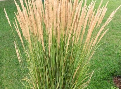 Trzcinnik ostrokwiatowy OVERDAM Calamagrostis x acutiflora /P11 *K5