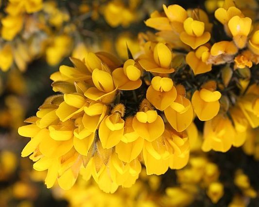 Kolcolist MIZEN HEAD Ulex galli /C1,5 *K15w19