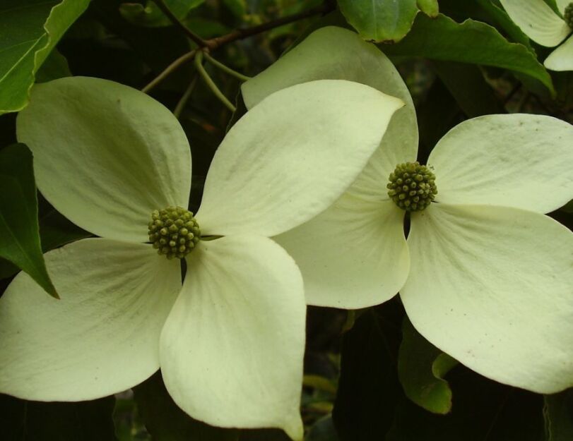 Dereń NORMAN HADDEN Cornus