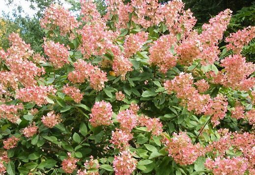 Hortensja bukietowa 'PINK DIAMOND' Hydrangea paniculata /C3