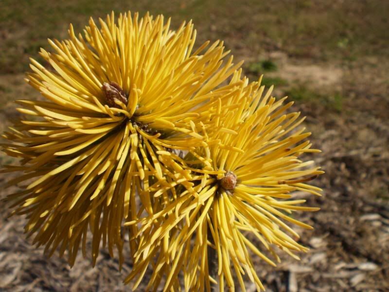 Sosna kosodrzewina ZUNDERT Pinus mugo C3/10-20cm *K4