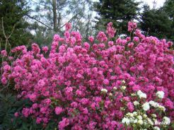 Różanecznik karłowy STACCATO  Rhododendron Azalia