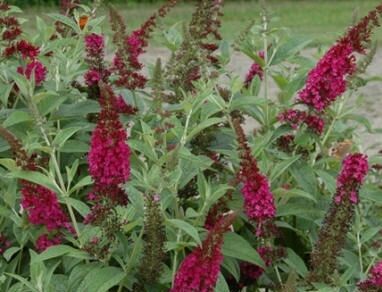 Budleja karłowa MISS RUBY Buddleja davidii /C3