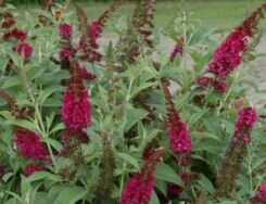 Budleja karłowa MISS RUBY Buddleja davidii /C3