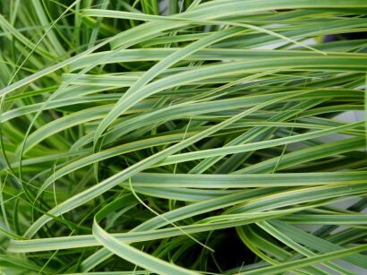 Turzyca zimozielona 'EVERLIME'® Carex oshimensis /C5