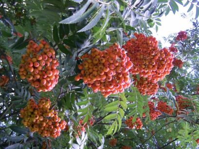 Jarząb pospolity Jarzębina Sorbus aucuparia C2/60-80cm *25P