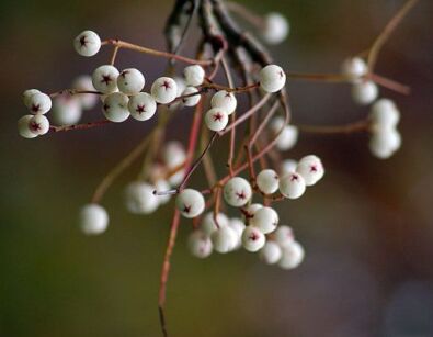 Jarzębina krzewiasta Sorbus eburnea C3/40-60cm *23K