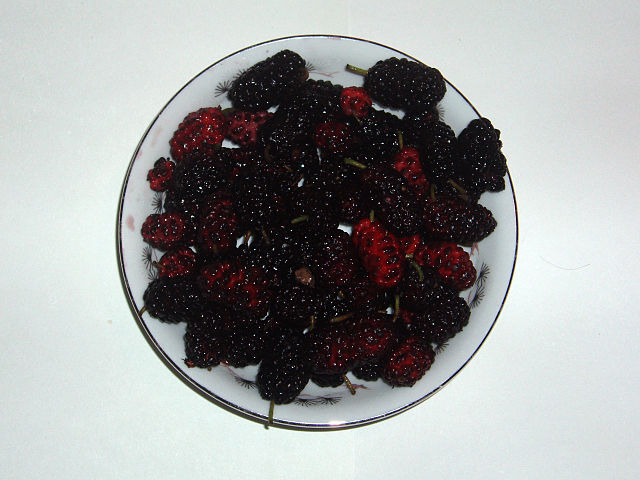 Morwa czerwona WELLINGTON Morus rubra C3/60-80cm *T36