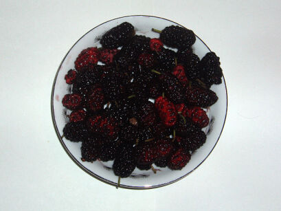 Morwa czerwona WELLINGTON Morus rubra C3/60-80cm *T36