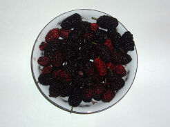 Morwa czerwona WELLINGTON Morus rubra C3/60-80cm *T36