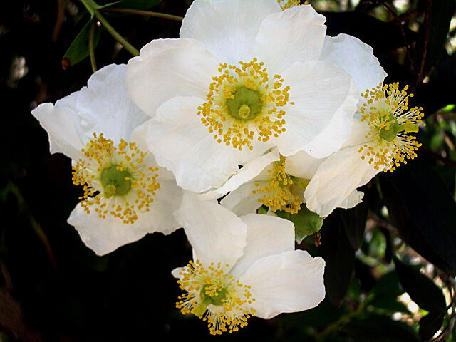 Zawilcowy krzew Carpenteria californica C5/1-1,2m *K14w7