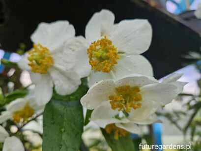 Zawilcowy krzew Carpenteria californica C5/1-1,2m *K14w7