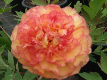 Piwonia drzewiasta ORANGE Paeonia suffruticosa /P11 *T41