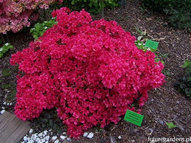 Azalia MARUSCHKA na PNIU /Pa60cm