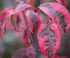 Dereń karłowy SHIRA-YUKI Cornus kousa C5/40-60cm *K15