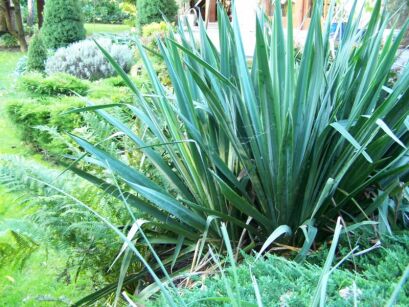 Yucca filamentosa Juka Karolińska /P9 *T28