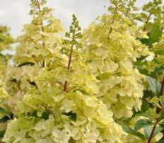 Hortensja bukietowa CANDLELIGHT® Hydrangea paniculata /C5