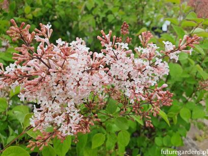 Lilak drobnolistny SUPERBA Syringa microphylla C5/60cm *K17