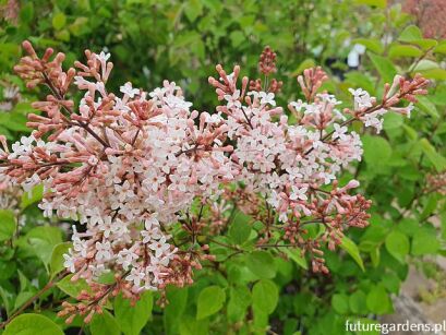 Lilak drobnolistny SUPERBA Syringa microphylla C2-C3/40-60cm *K17