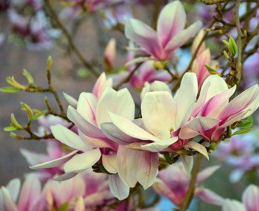 Magnolia brooklynensis WOODSMAN C10/1,5-1,8m *K6-0