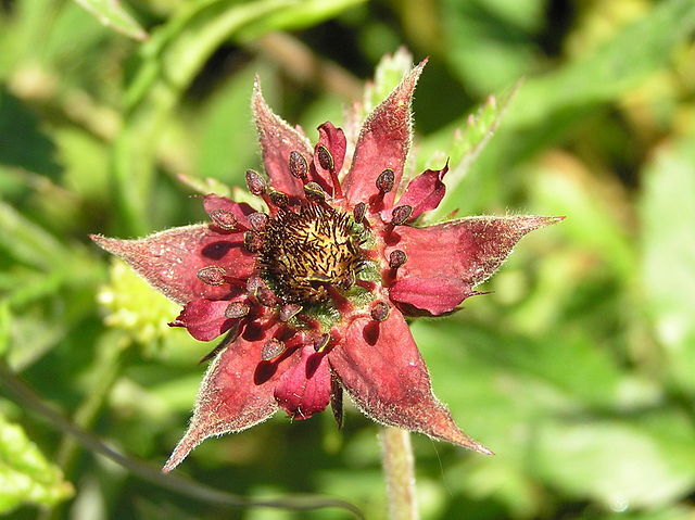 Siedmiopalecznik błotny syn. Potentilla palustris Comarum palustre /C2 *P26