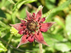 Siedmiopalecznik błotny syn. Potentilla palustris Comarum palustre /C2 *P26