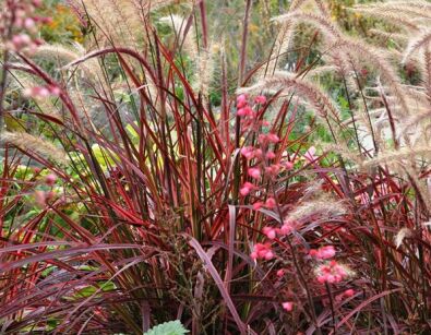 Pennisetum x advena RUBRUM /C2