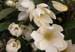 Magnolia zimozielona FAIRY MAGNOLIA® WHITE Michelia C1,5/40-50cm *T50-53