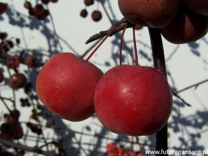 Jabłoń rajska OLA Malus C10/1,8m