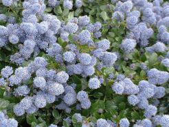 Prusznik GLORIE de VERSAILLES Ceanothus delilianus Bez kalifornijski C5/80cm