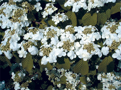 Kalina pagodowa 'St Keverne' Viburnum plicatum C3/30-40cm *K24