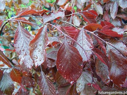 Buk płaczący PURPUREA PENDULA Fagus sylvatica C10/1m