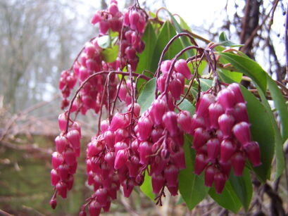 Pieris japoński VALEY VALENTINE 5-letni Pieris japonica C4/30-50cm *12