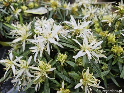 Azalia STARSTYLE® WHITE Rhododendron P10,5/10-15cm *K14