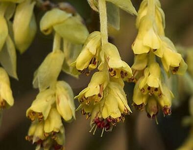 Leszczynowiec skąpokwiatowy Corylopsis pauciflora C2/40cm *K15