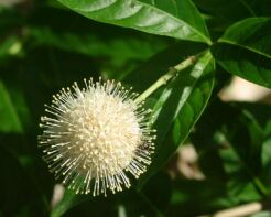 Guzikowiec zachodni Cephalanthus occidentalis C2/20-30cm *K20