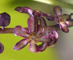 Sinofranszecja chińska Sinofranchetia chinensis 