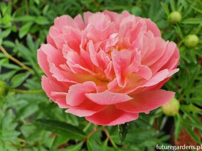 Piwonia ITOH HILLARY Paeonia /C4 *K14